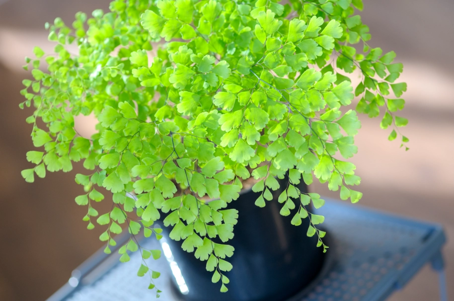 蕨類植物照顧：光照、澆水、土壤、繁殖與病蟲害防治